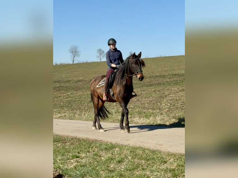 PRE Mare 11 years 16 hh Brown in Daleiden