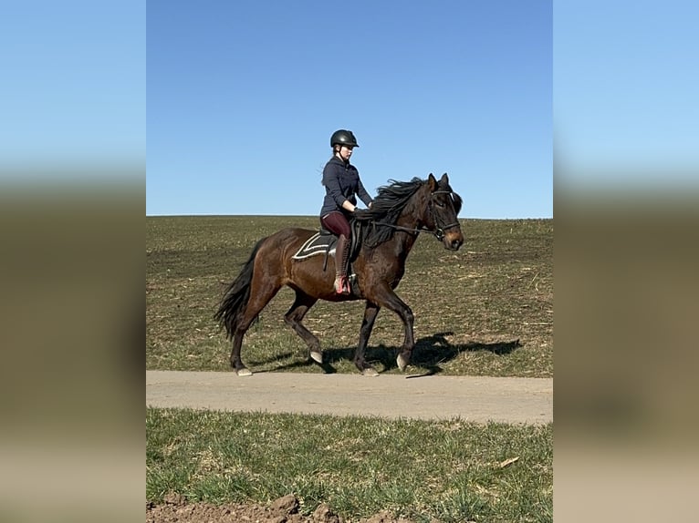 PRE Mare 11 years 16 hh Brown in Daleiden