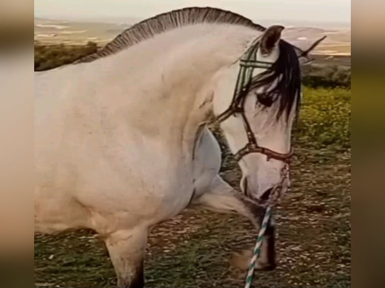 PRE Mix Mare 11 years 16 hh Gray in Estepa