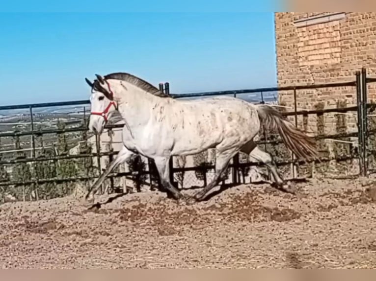 PRE Mix Mare 11 years 16 hh Gray in Estepa