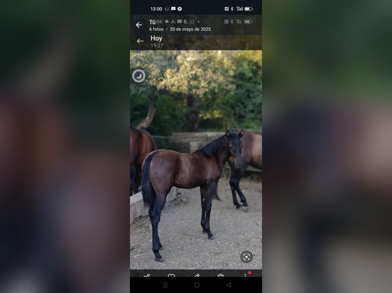 PRE Mix Mare 11 years Black in Nigüelas