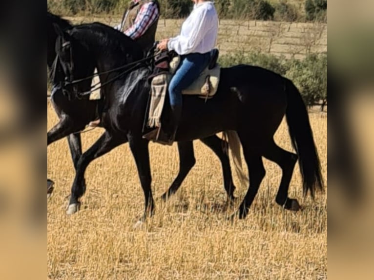 PRE Mare 11 years Black in Nigüelas