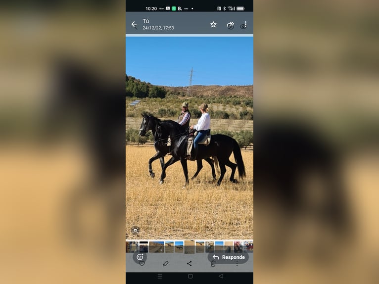 PRE Mix Mare 11 years Black in Nigüelas