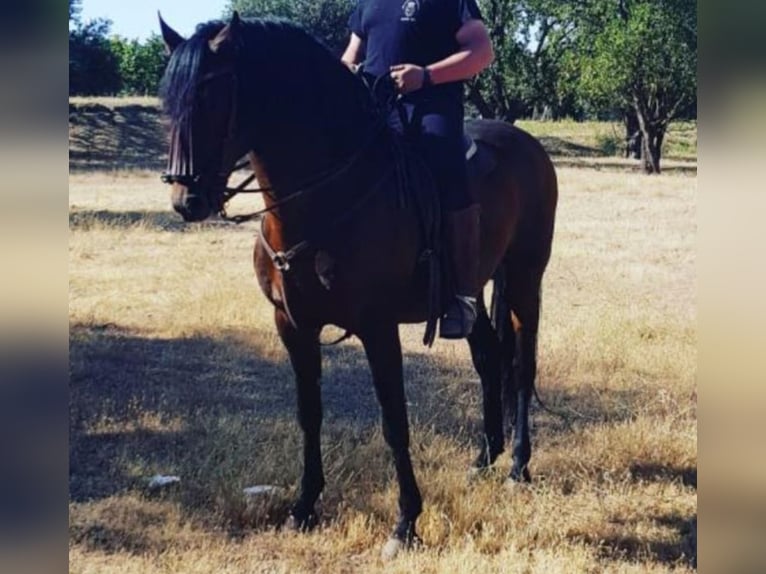 PRE Mare 11 years Black in Nigüelas