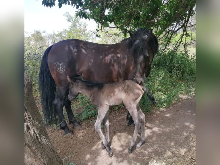 PRE Mare 11 years Black in Nigüelas