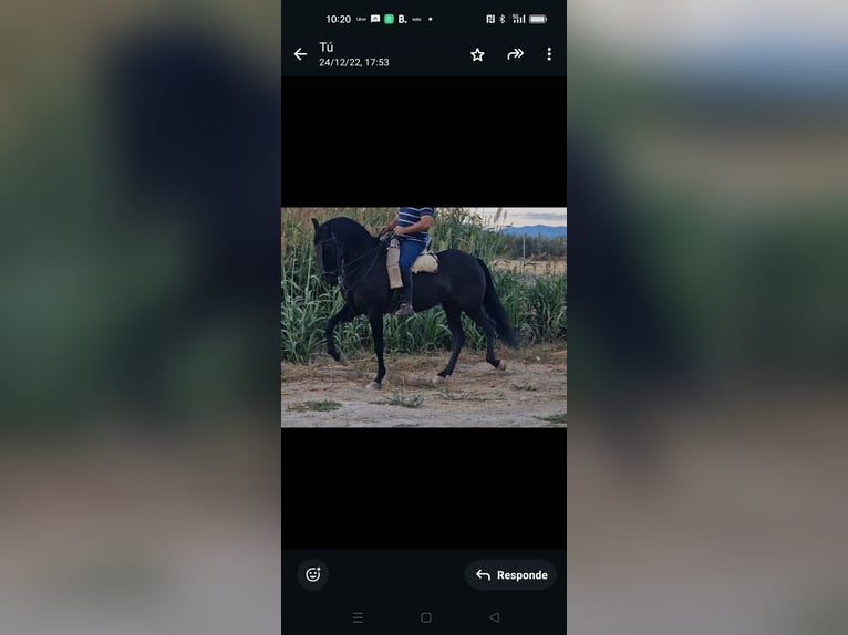 PRE Mix Mare 11 years Black in Nigüelas