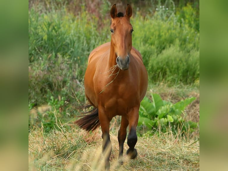PRE Mix Mare 11 years in Klettgau