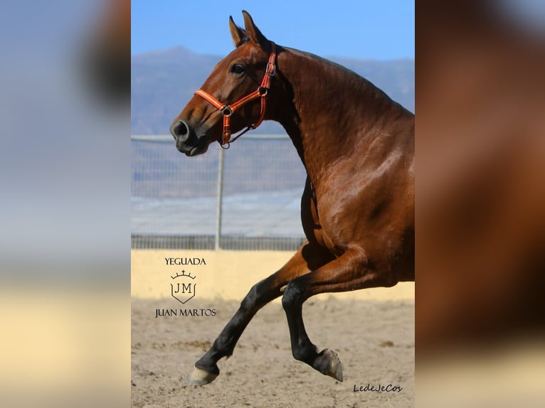 PRE Mix Mare 11 years in Klettgau