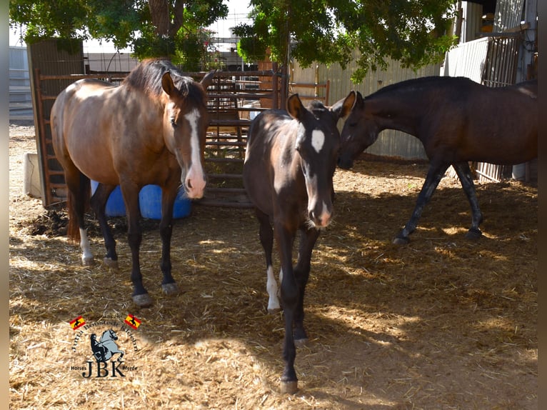 PRE Mare 11 years Brown in Tabernas Almeria