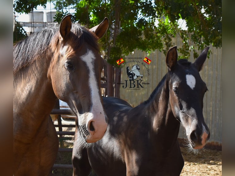 PRE Mare 11 years Brown in Tabernas Almeria