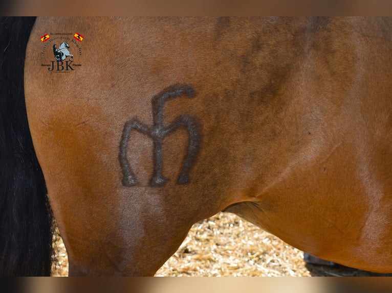 PRE Mare 11 years Brown in Tabernas Almeria