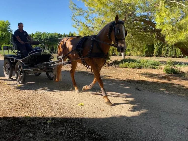 PRE Mare 11 years in Albacete