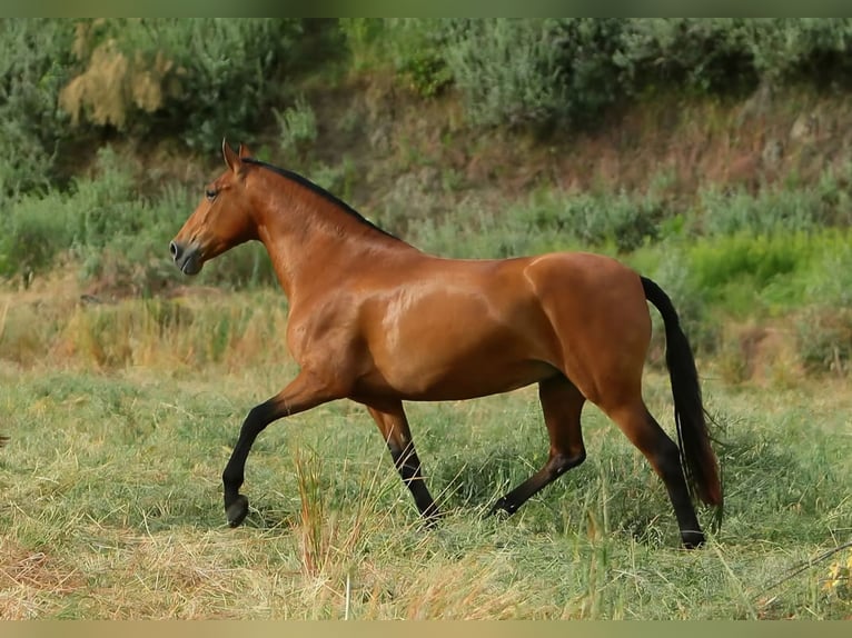 PRE Mare 11 years in Klettgau