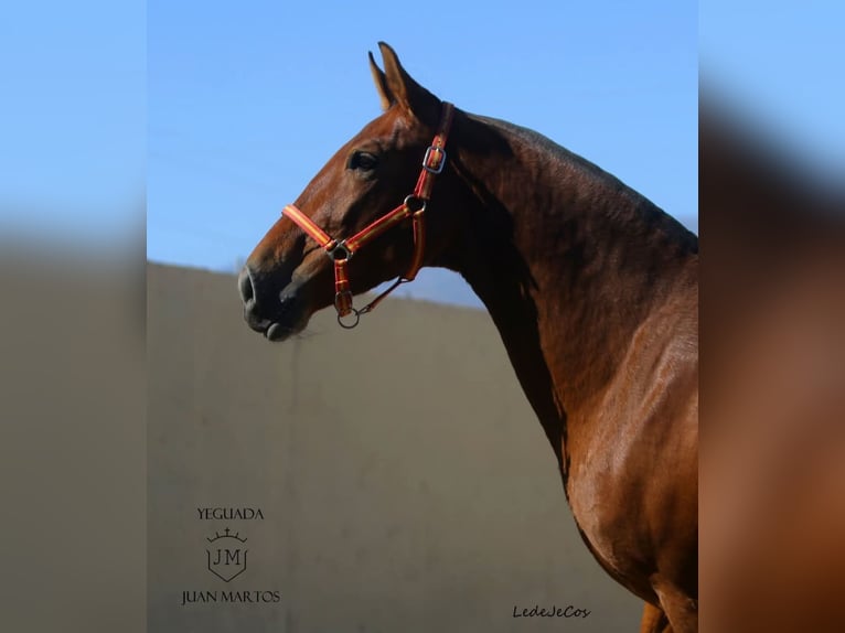 PRE Mare 11 years in Klettgau