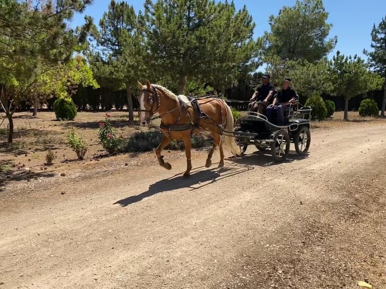 PRE Mix Mare 11 years Pearl in Albacete
