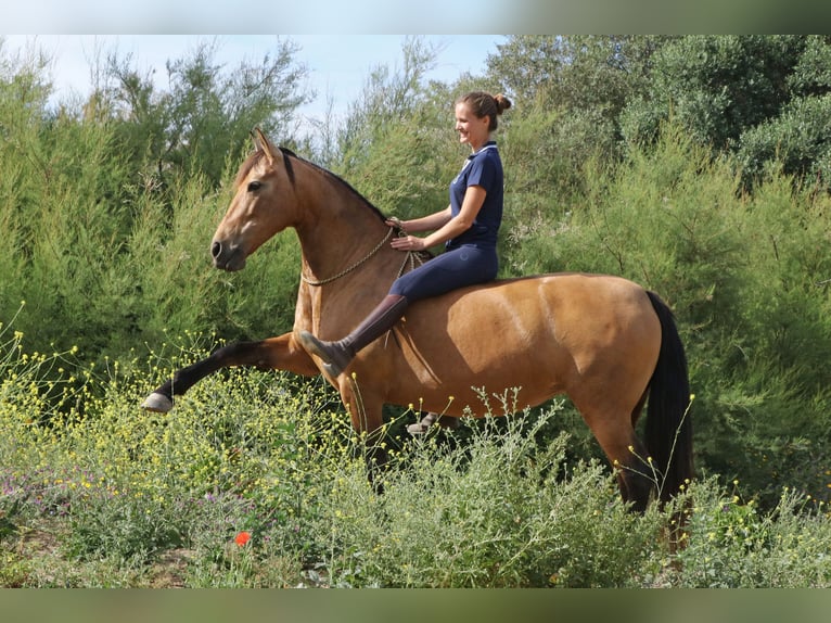 PRE Mix Mare 12 years 14,3 hh Dun in San Ambrosio