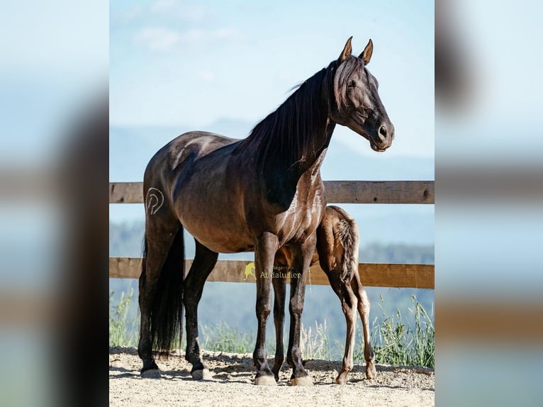 PRE Mare 12 years 15.2 hh Black in Magdalensberg