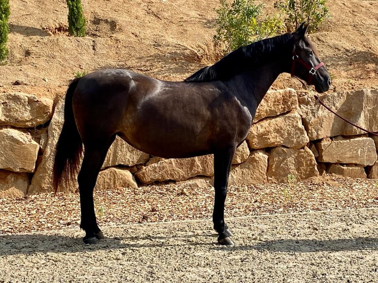 PRE Mare 12 years 15.2 hh Black in Argentona