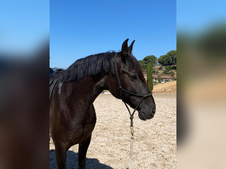PRE Mare 12 years 15.2 hh Black in Argentona