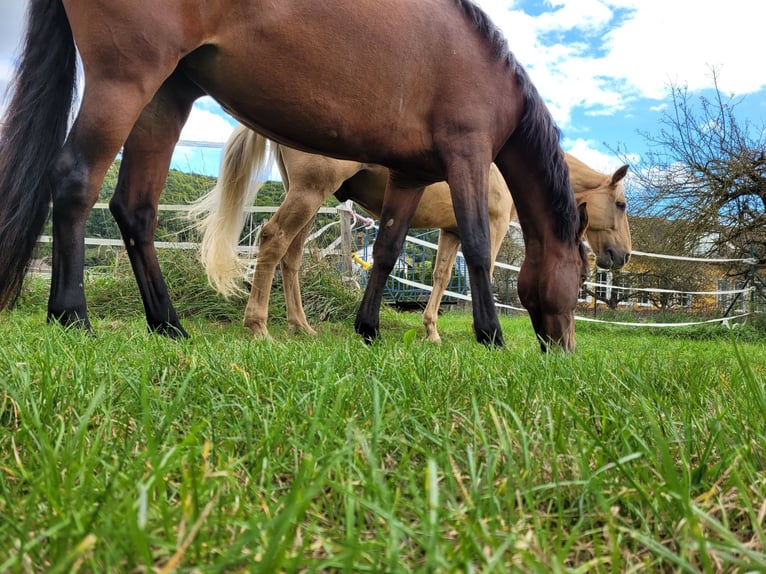 PRE Mix Mare 12 years 15.2 hh Brown in Dollnstein
