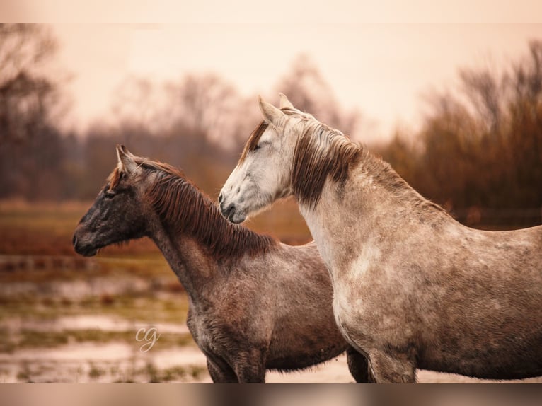 PRE Mare 12 years 15,2 hh Gray in Leip