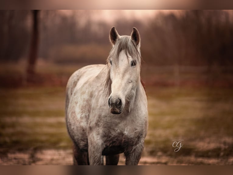 PRE Mare 12 years 15,2 hh Gray in Leip