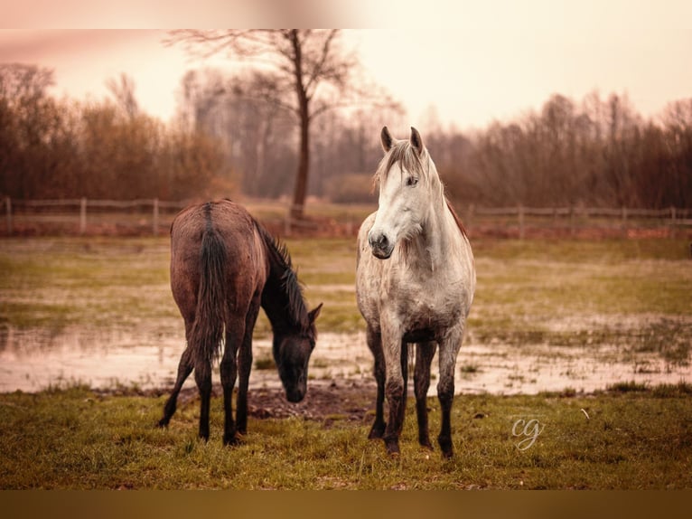 PRE Mare 12 years 15,2 hh Gray in Leip