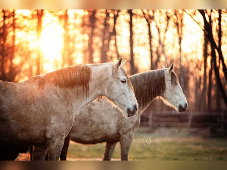 PRE Mare 12 years 15,2 hh Gray in Leip