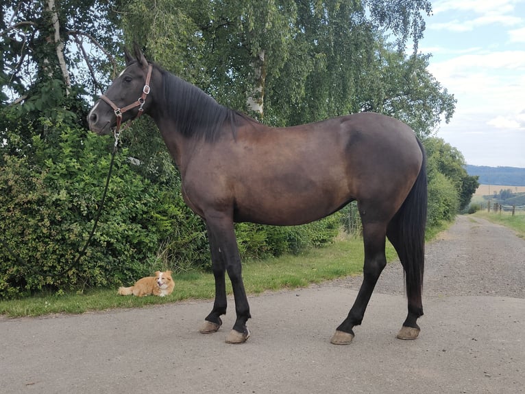 PRE Mare 12 years 15,3 hh Black in Waldeck