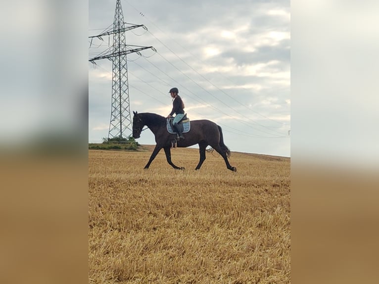 PRE Mare 12 years 15,3 hh Black in Waldeck