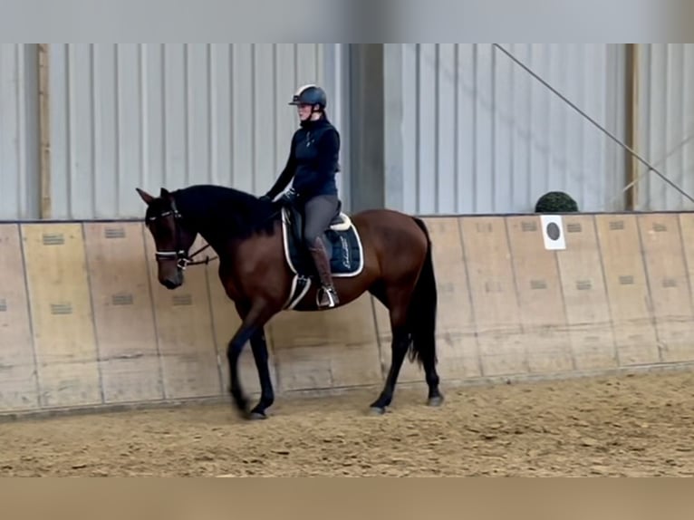 PRE Mix Mare 12 years 15,3 hh Brown in Neustadt (Wied)