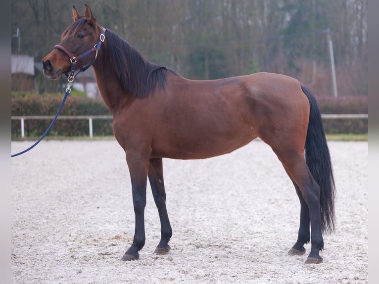 PRE Mix Mare 12 years 15,3 hh Brown in Neustadt (Wied)