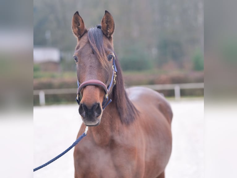 PRE Mix Mare 12 years 15,3 hh Brown in Neustadt (Wied)