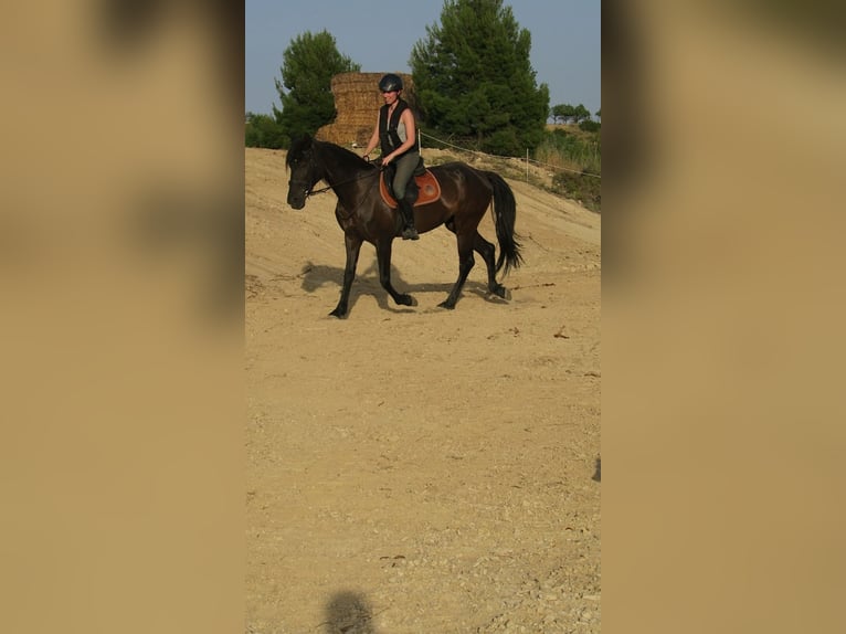 PRE Mix Mare 12 years 15.3 hh Smoky-Black in Labraza
