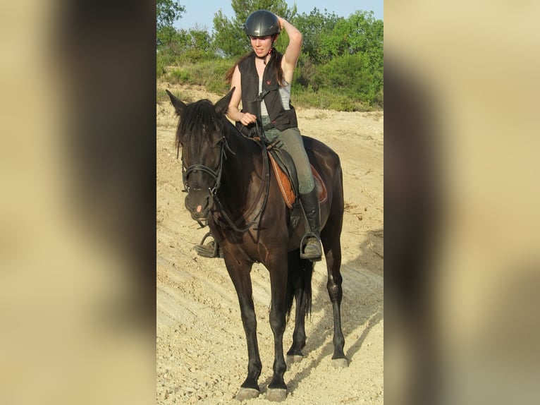 PRE Mix Mare 12 years 15.3 hh Smoky-Black in Labraza