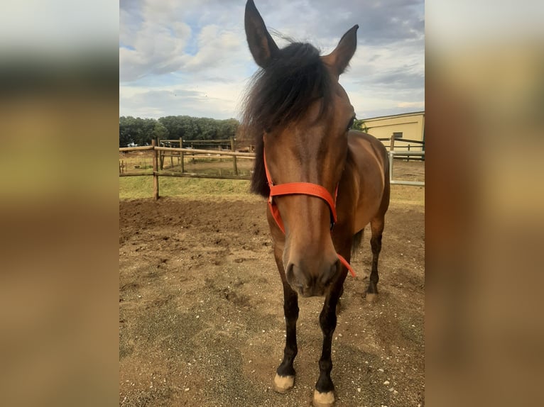 PRE Mare 12 years 15,2 hh Bay-Dark in Serinya