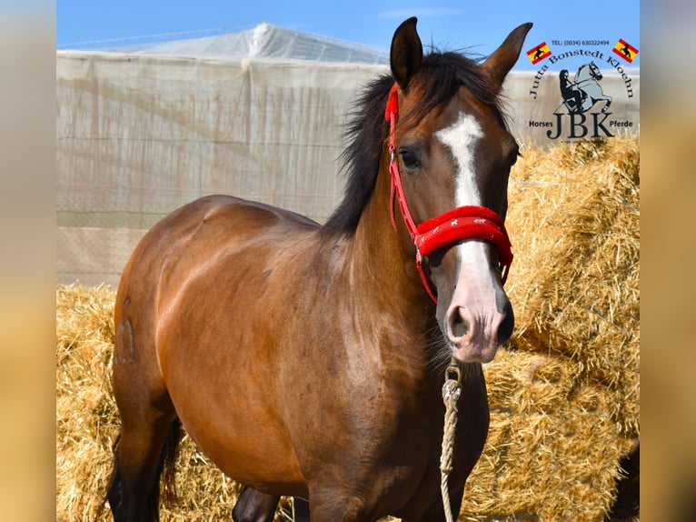 PRE Mix Mare 12 years 15,2 hh Brown in Tabernas Almeria