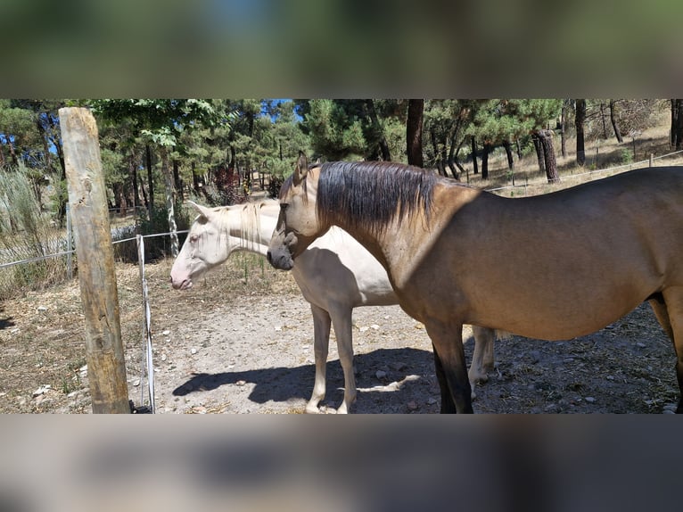 PRE Mix Mare 12 years 15,2 hh Dun in Segovia