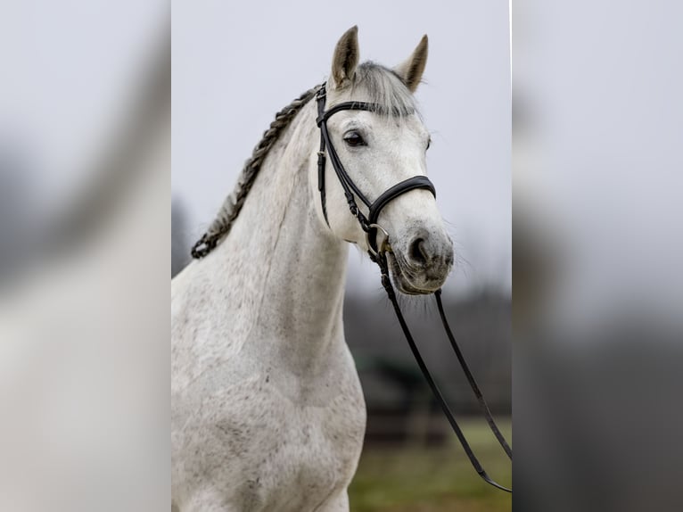 PRE Mix Mare 12 years 15,2 hh Grey in Heinzenbach