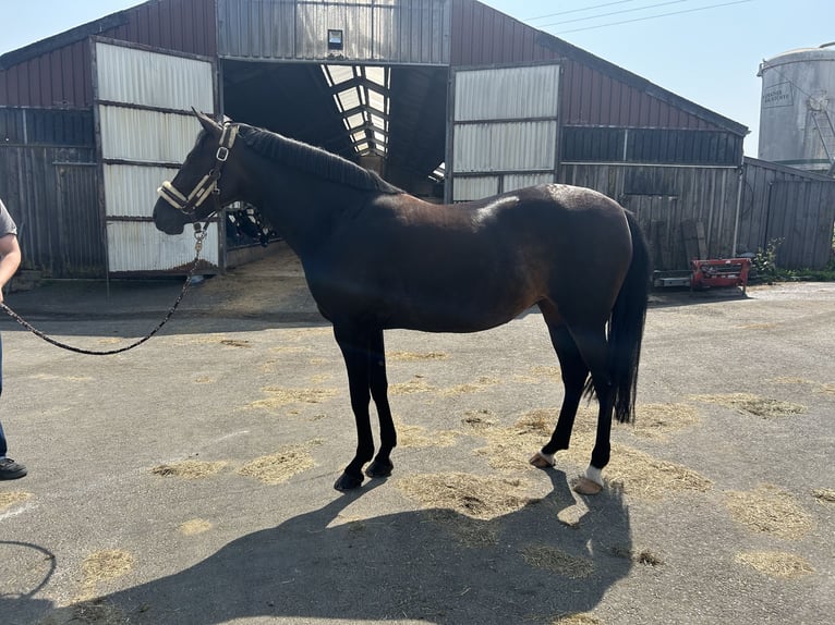 PRE Mix Mare 12 years 15,3 hh Black in Gerolstein