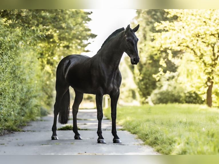 PRE Mare 12 years 16,3 hh Black in Windhagen