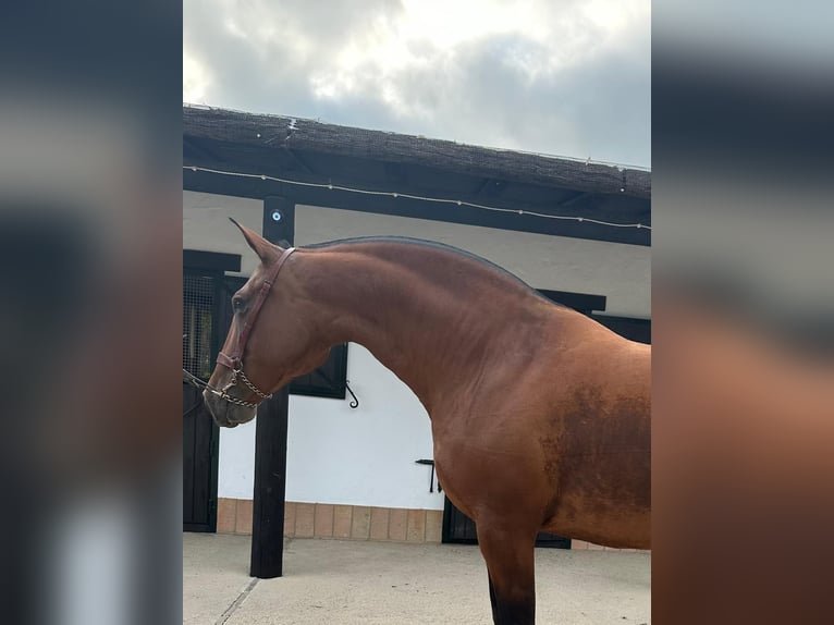 PRE Mare 12 years 16 hh Brown in Almonte