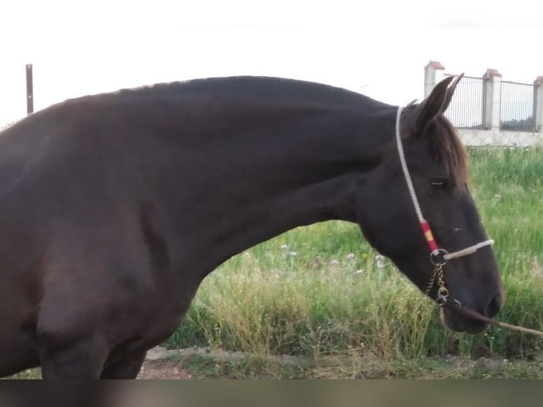 PRE Mare 12 years 16,1 hh Black in Navalvillar De Pela