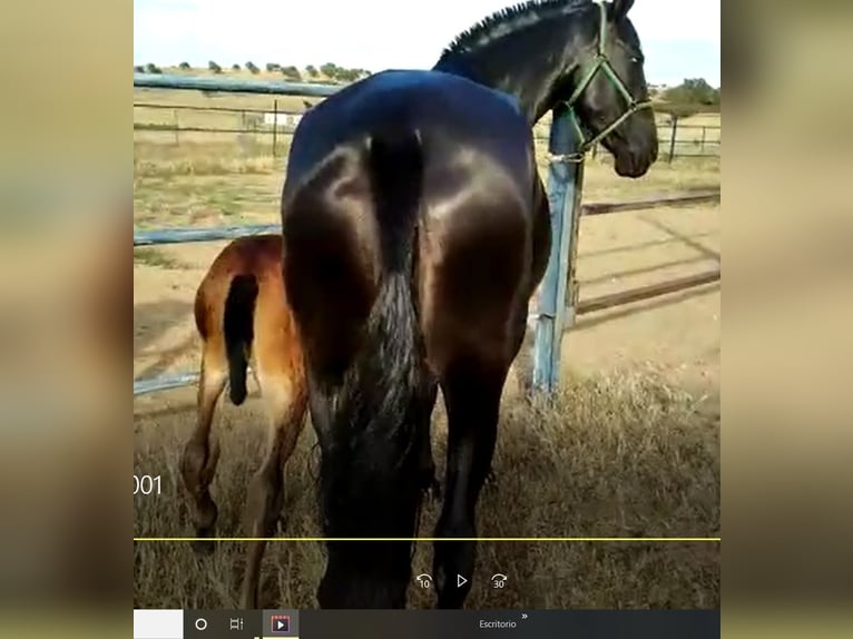 PRE Mare 12 years 16,1 hh Black in Navalvillar De Pela