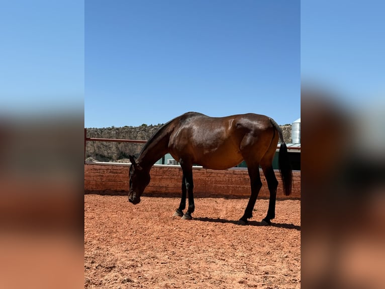 PRE Mare 12 years 16,2 hh Bay-Dark in Fuendetodos