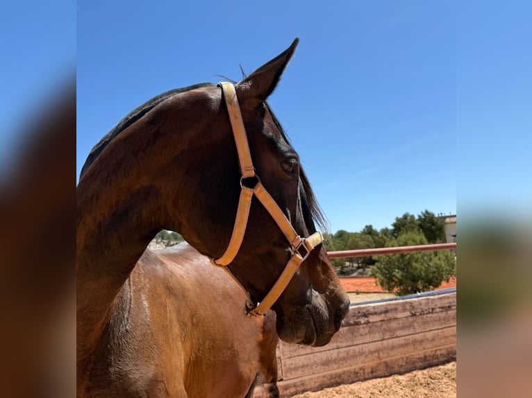 PRE Mare 12 years 16,2 hh Bay-Dark in Fuendetodos
