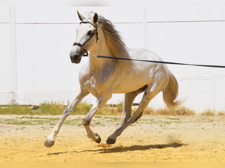 PRE Mare 12 years Grey in Provinz Cordoba