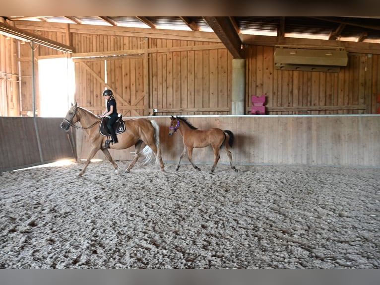 PRE Mare 12 years Palomino in Klettgau