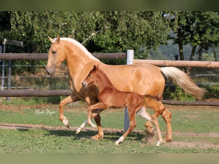 PRE Mare 12 years Palomino in Klettgau