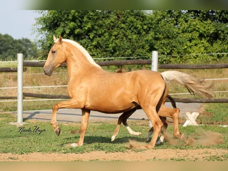 PRE Mare 12 years Palomino in Klettgau